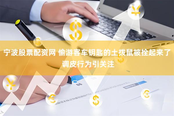 宁波股票配资网 偷游客车钥匙的土拨鼠被拴起来了 调皮行为引关注